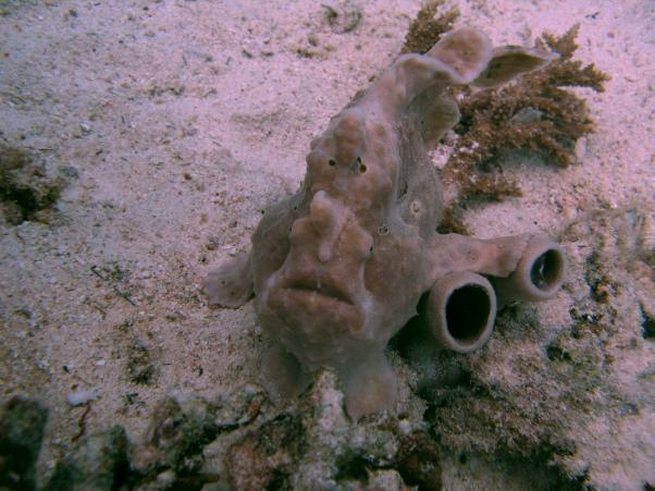 Frogfish