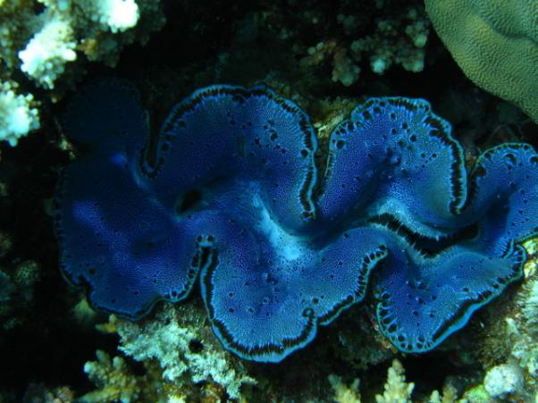Common giant clam