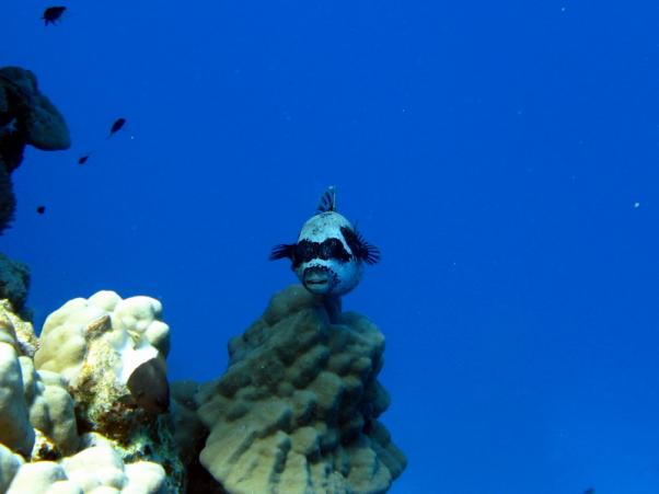 Masked puffer