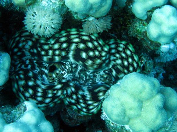 Fluted Giant Clam