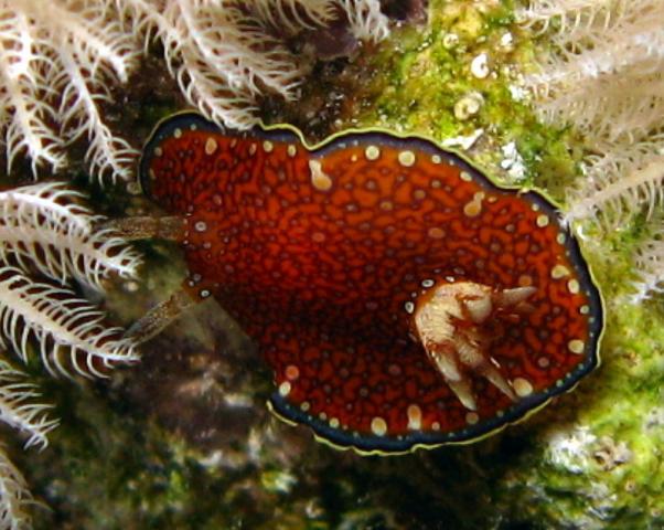 Nudibranch-glossodorid