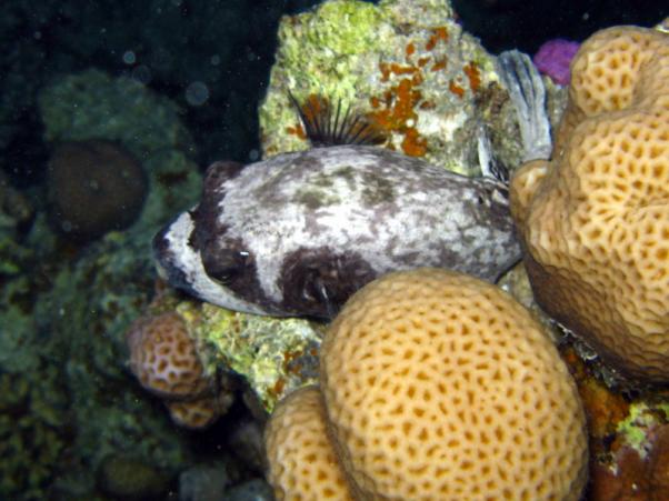 Masked puffer sleeping