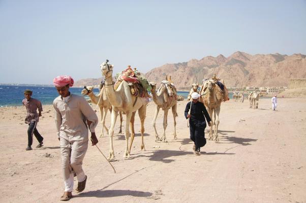 Camels