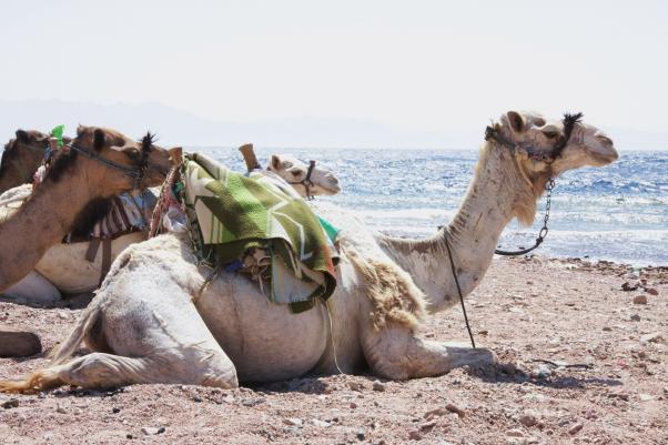 Camels 2