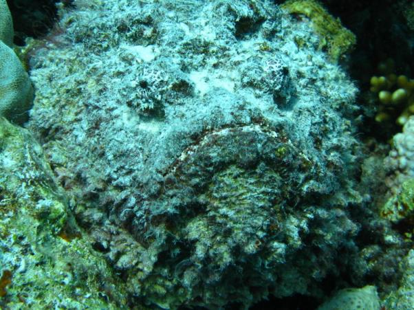 Stonefish