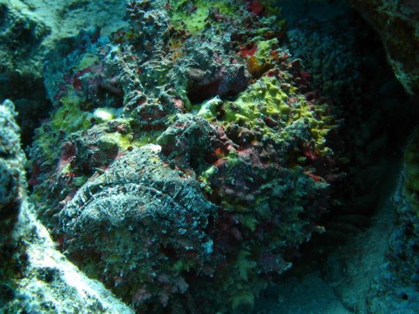 Stonefish