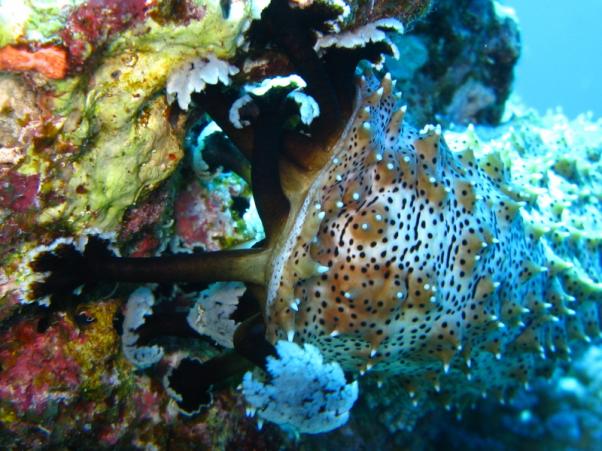 Blackmouth sea cucumber