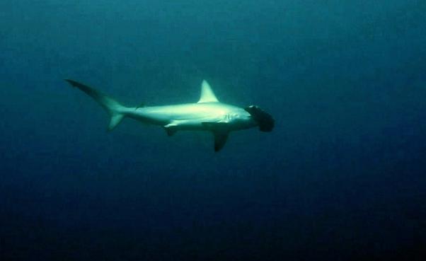 Hammerhead