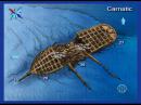 Carnatic