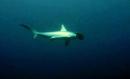 Hammerhead